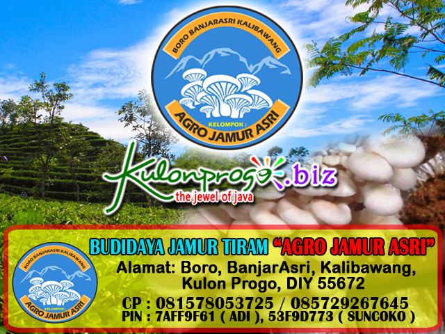 jual bibit jamur tiram di kalibawang kulon progo jual bibit jamur tiram di kalibawang kulon progo