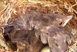 Makanan Anak Burung Perkutut - Blog Tentang Burung