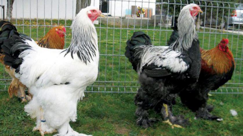 تفسير حلم اكل الدجاج او دجاج ميت في المنام موسوعة المعرفة الشاملة