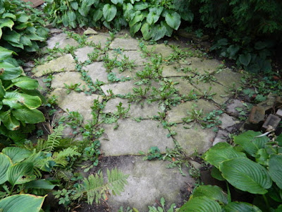 Riverdale Fall Cleanup Patio Weeded Before by Paul Jung Gardening Services--a Toronto Organic Gardener Riverdale Fall Cleanup Patio Weeded Before by Paul Jung Gardening Services--a Toronto Organic Gardener