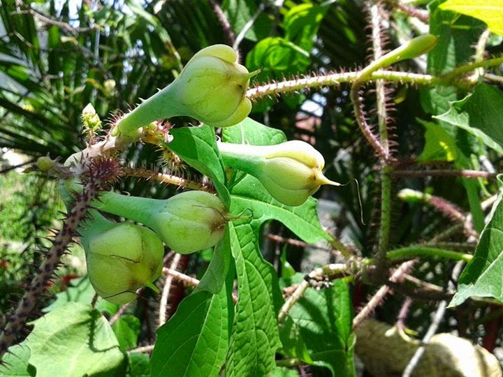 Photographic Handbook of Phil. Plants and Flowers Scientific name for