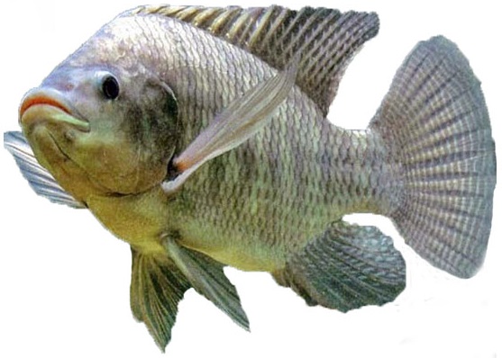 Ikan Mujair | Sedikit Informasi Tentang Ikan Mujair