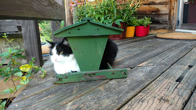 Kitties like cozy quarters