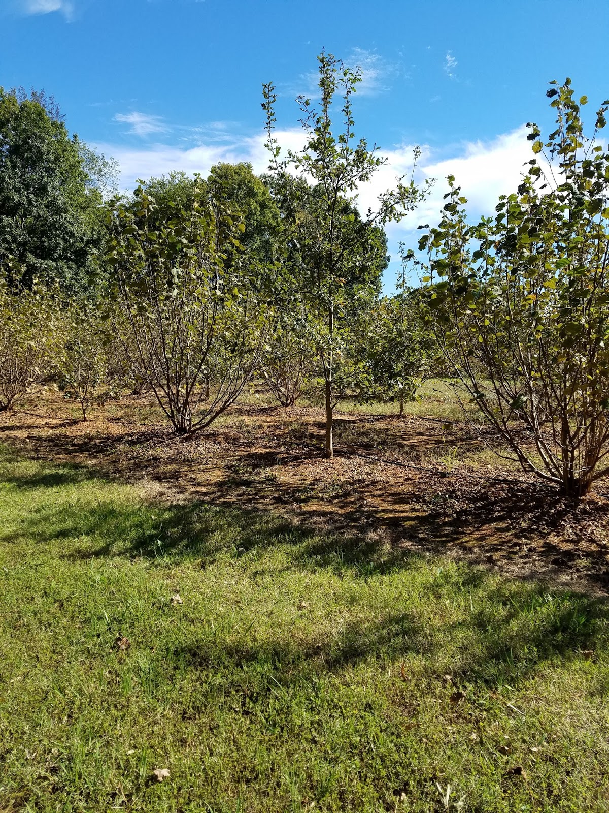 Truffles NC Black Truffle Products and Information