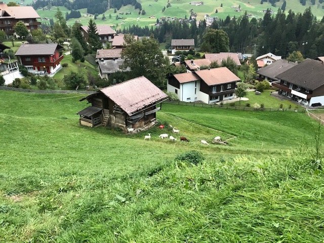 スイス・アデルボーデンで放牧されているヤギたち
