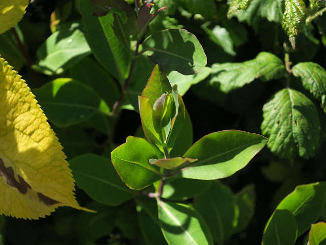 New honeysuckle growth and golden elderberry leaf