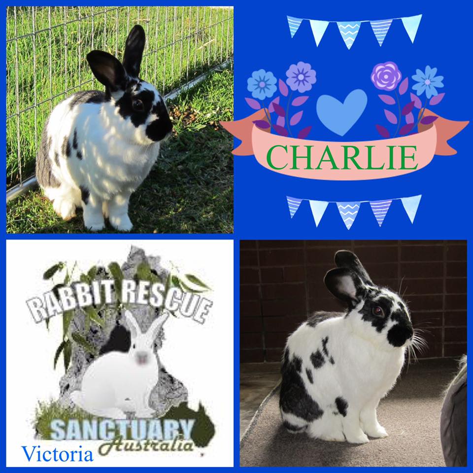 Rabbit Rescue Sanctuary HOME FOR A PAIR OF MELBOURNE RESCUE RABBITS URGENTLY NEEDED