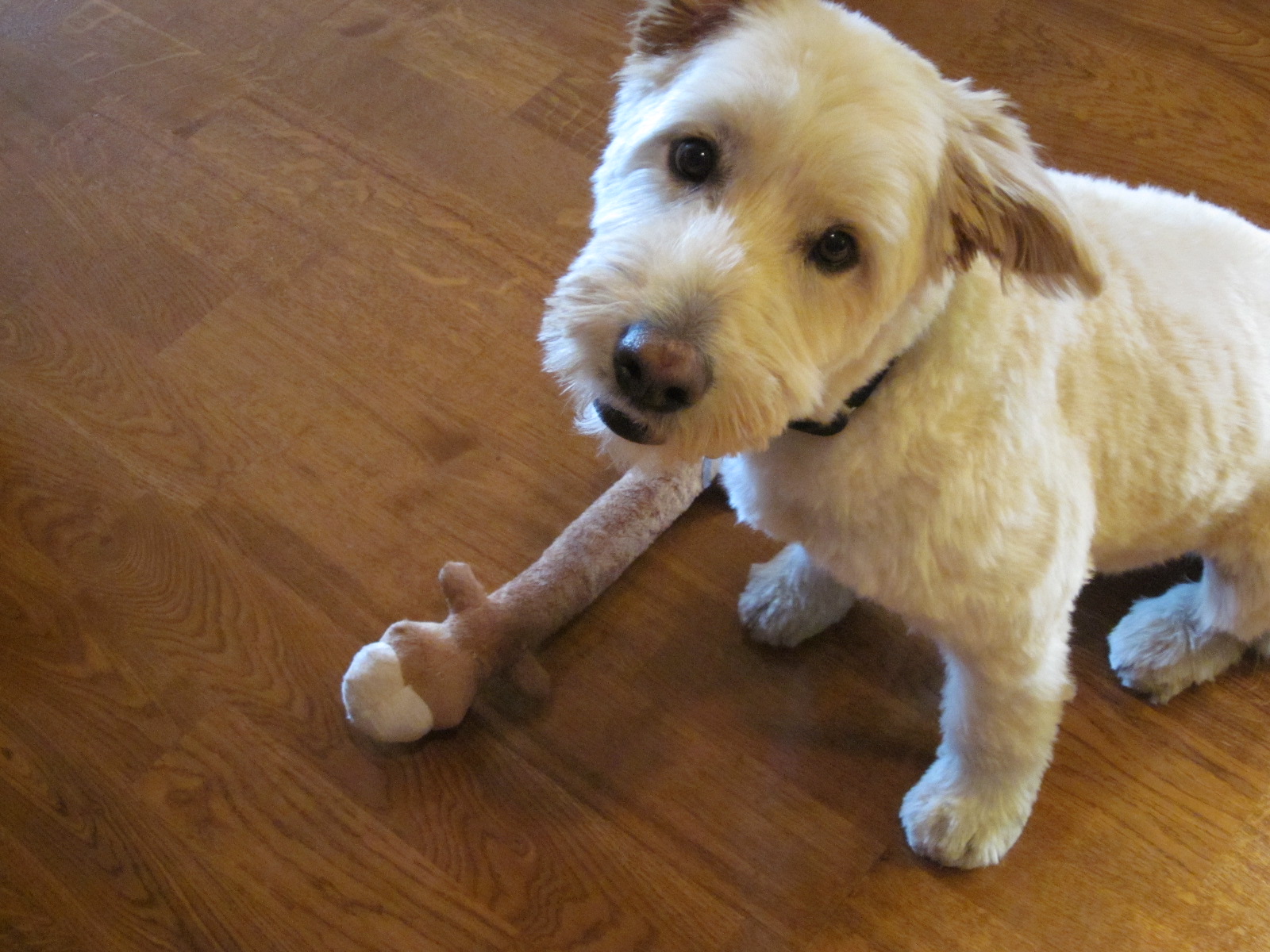 Whole Fried Chicken Momofuku Style An Experiment