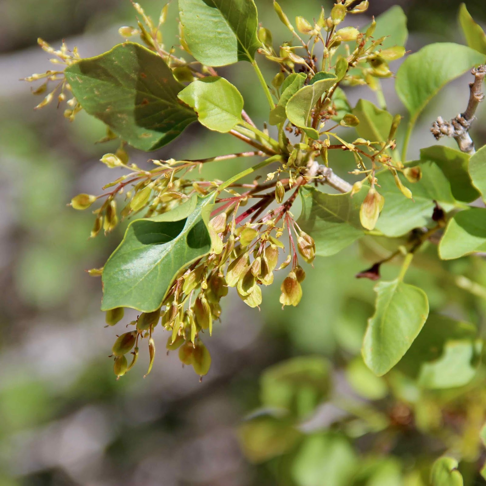 In the Company of Plants and Rocks Treefollowing Standin Singleleaf