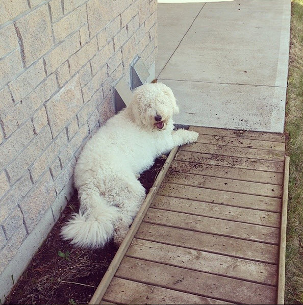 Why you should let dogs dig in the dirt in the summer! Why you should let dogs dig in the dirt in the summer!