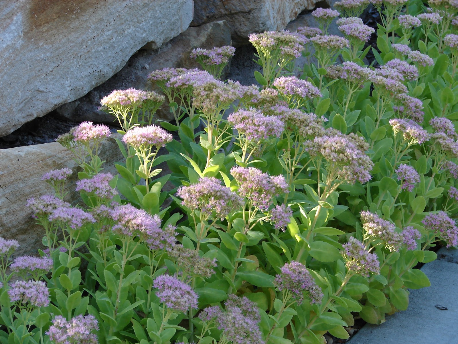 New Utah Gardener Sedum Waterwise Autumn Flowers!