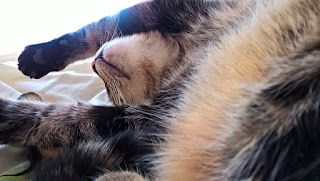 erken yat erken kalk uyuyan kedi, erken yat, erken kalk