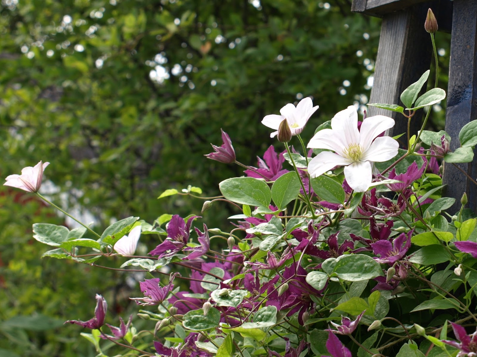Trädgård i torslanda: clematis huldine