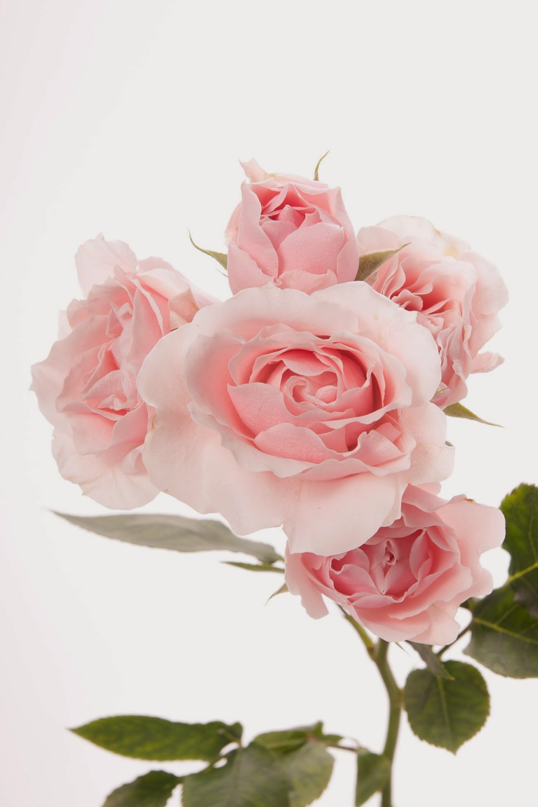 All About Women's Things Rose Meanings Explained