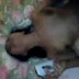 Bokep Selingkuh Ngentot Sambil Sms Pacar