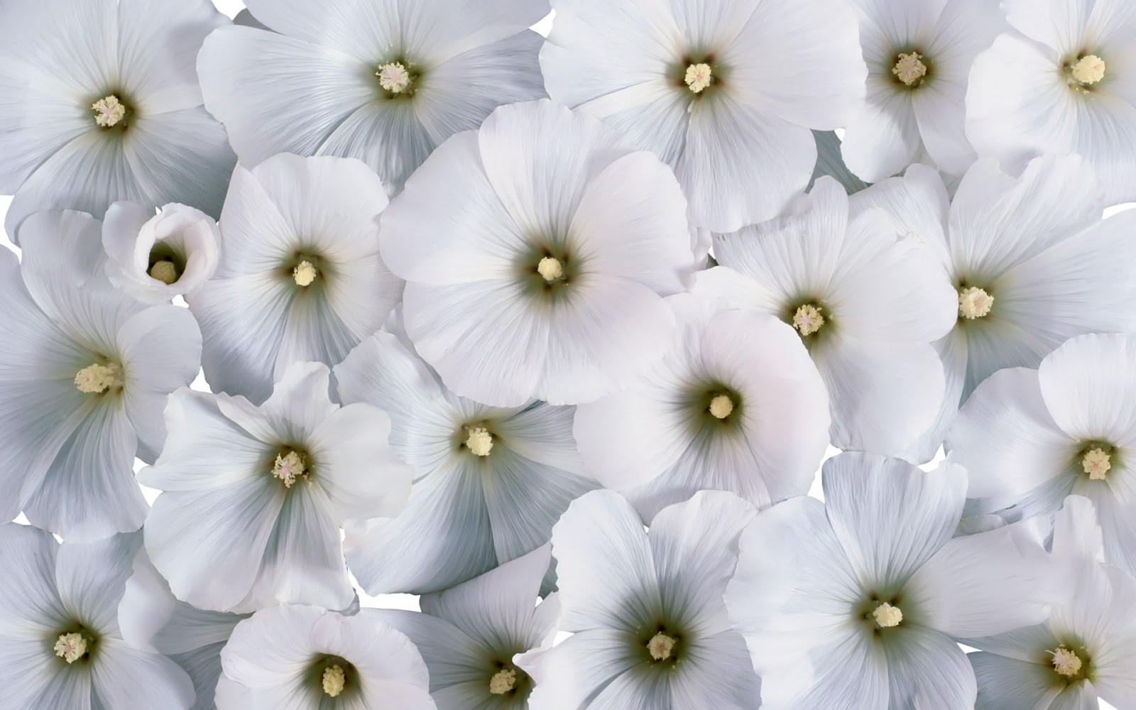 cool white flowerswallpapers screensavers