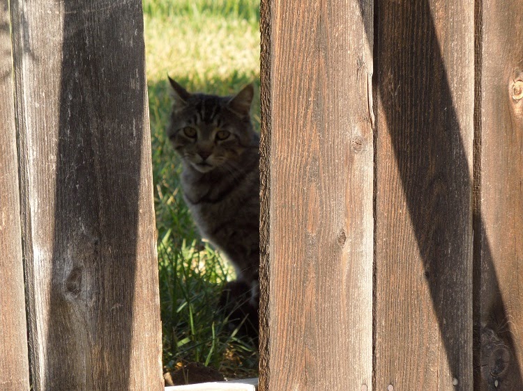 Cat peaking though hole in fence. © B. Radisavljevic