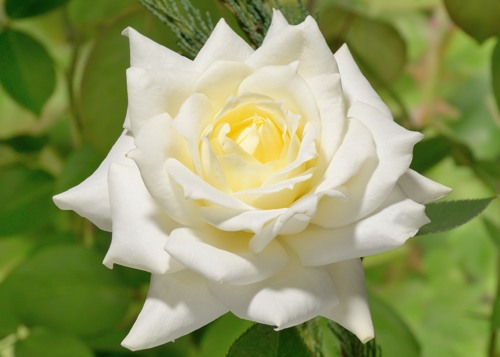 Pascali rose сорт розы фото  