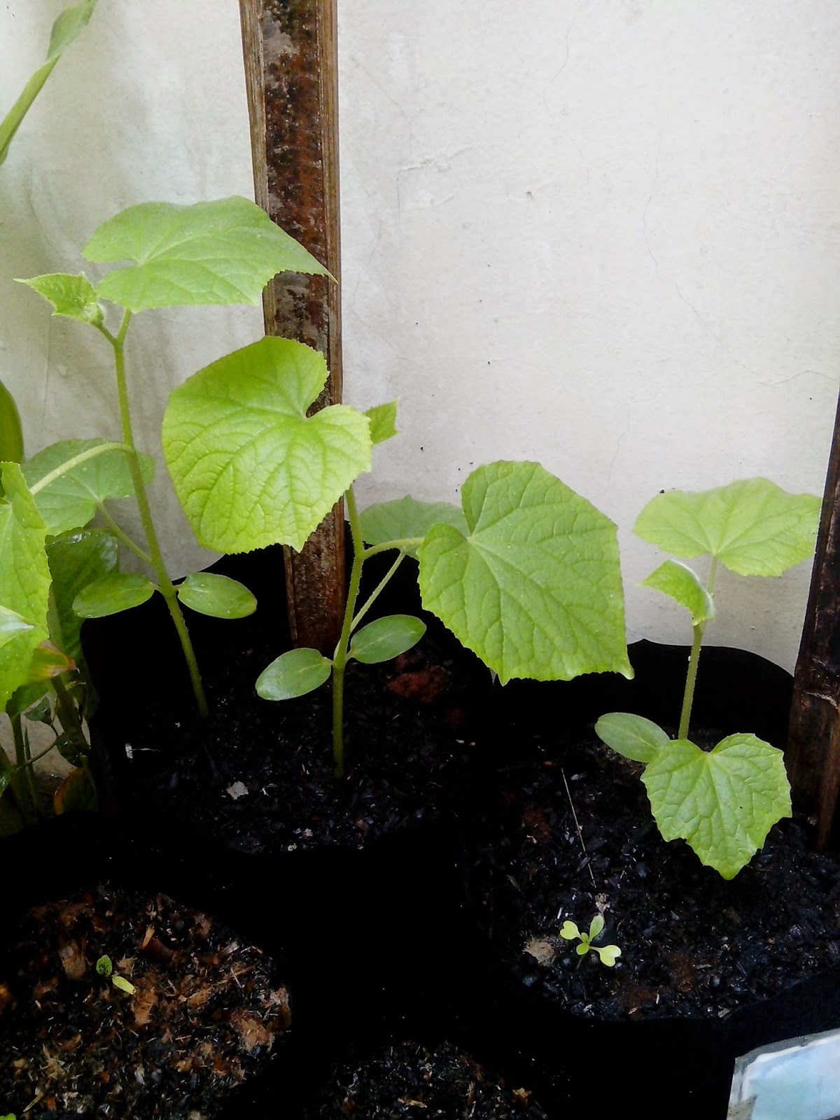 jual bibit tanaman sayur ecer di surabaya tanaman jual bibit tanaman sayur ecer di surabaya tanaman