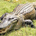 Katonomics 16: Crocodiles and alligators