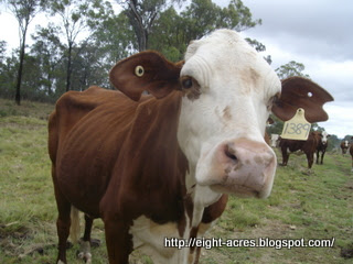 eight acres: the Australia Braford