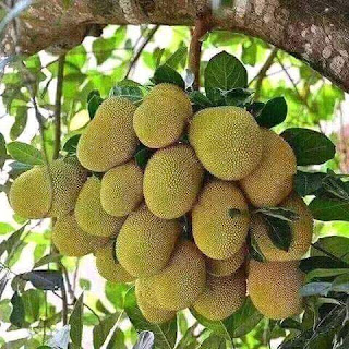 Cara Pembibitan dan Perawatan Pohon Nangka Agar Berbuah Banyak http://tipspetani.blogspot.com/2017/04/cara-pembibitan-dan-perawatan-pohon.html