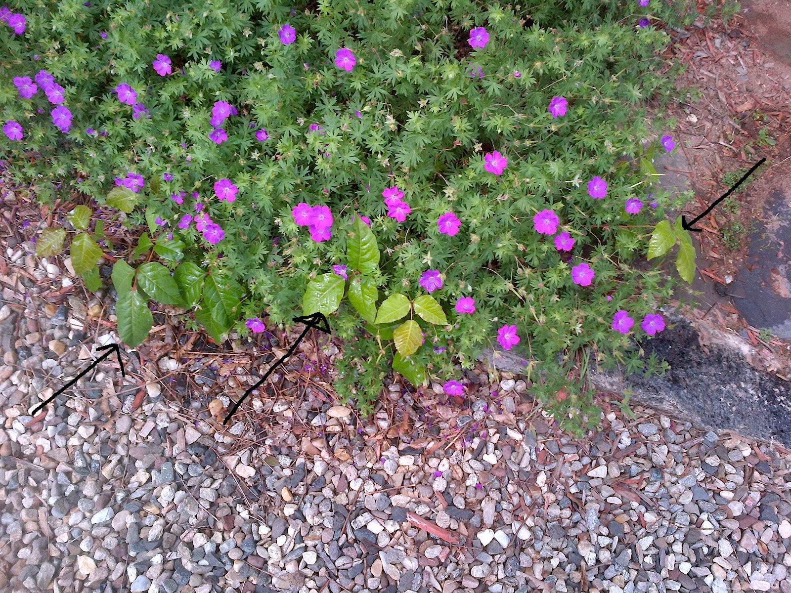 Costello Landscaping LLC in CT Poison Ivy Control, Poison Sumac