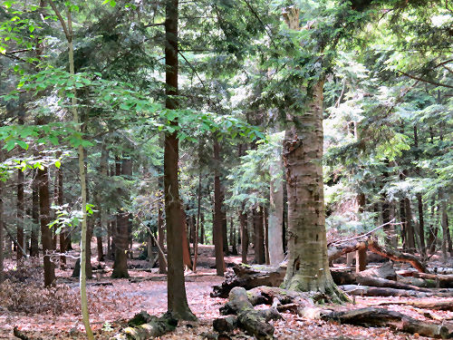 Cartier Park woods