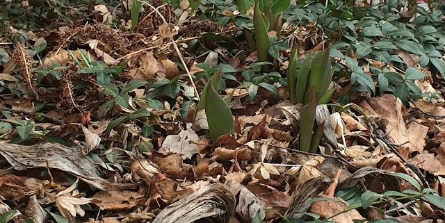 Sharon's Compendium: Saving more bees: How and why I'm rethinking mulch