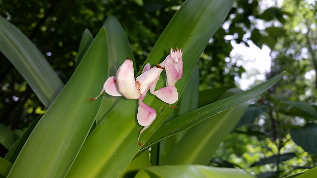 Predation on pollinating insects shaped the evolution of the orchid mantis Predation on pollinating insects shaped the evolution of the orchid mantis