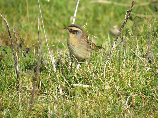 SIBERIAN ACCENTOR-MOSSY HILL-SHETLAND-10TH OCTOBER 2016