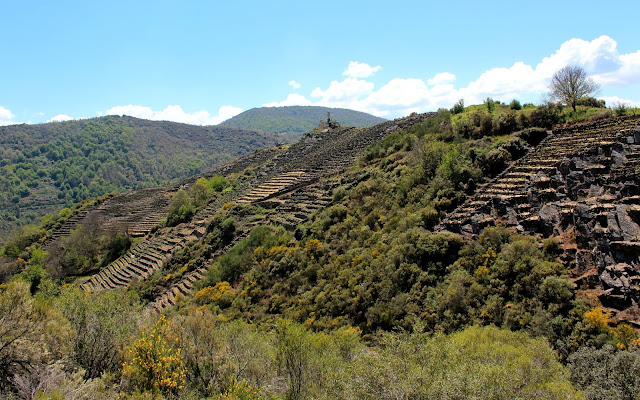 Terrazas de  cultivo de la uva en la Ribeira Sacra.Vinos de Denominación de Origen de la Ribera Sacra, cultivo de uvas y bodegas de la Ribera Sacra
