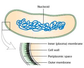 Prokaryotic  Cell