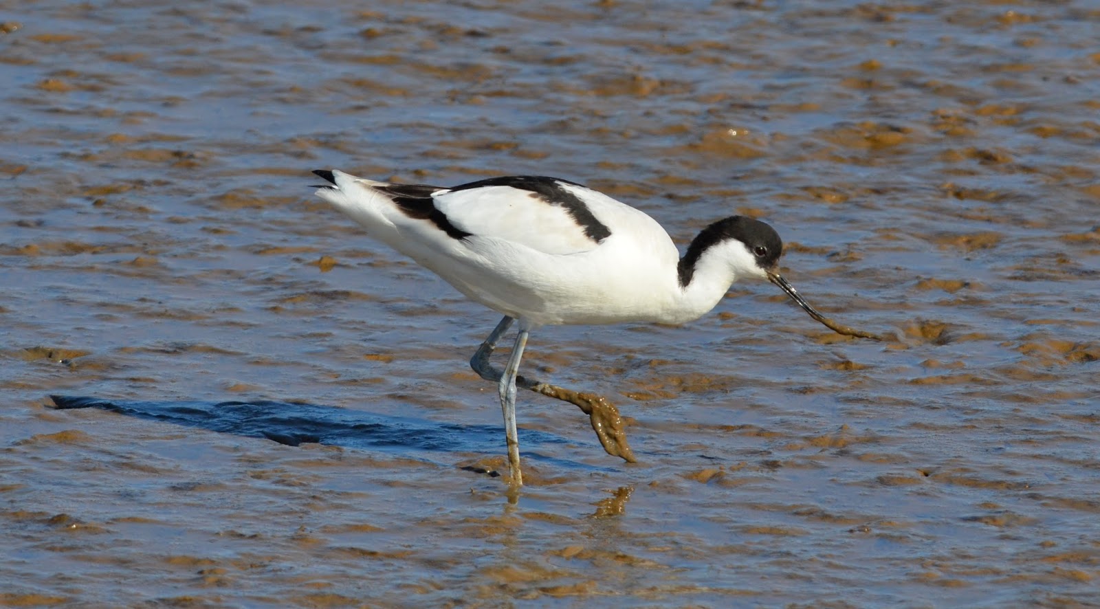 avocet touring 1