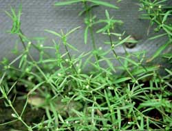 Cỏ lưỡi rắn chưa ung thư gan