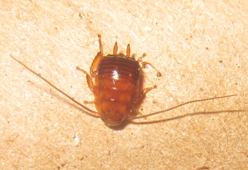 E.lixa%252320.JPG