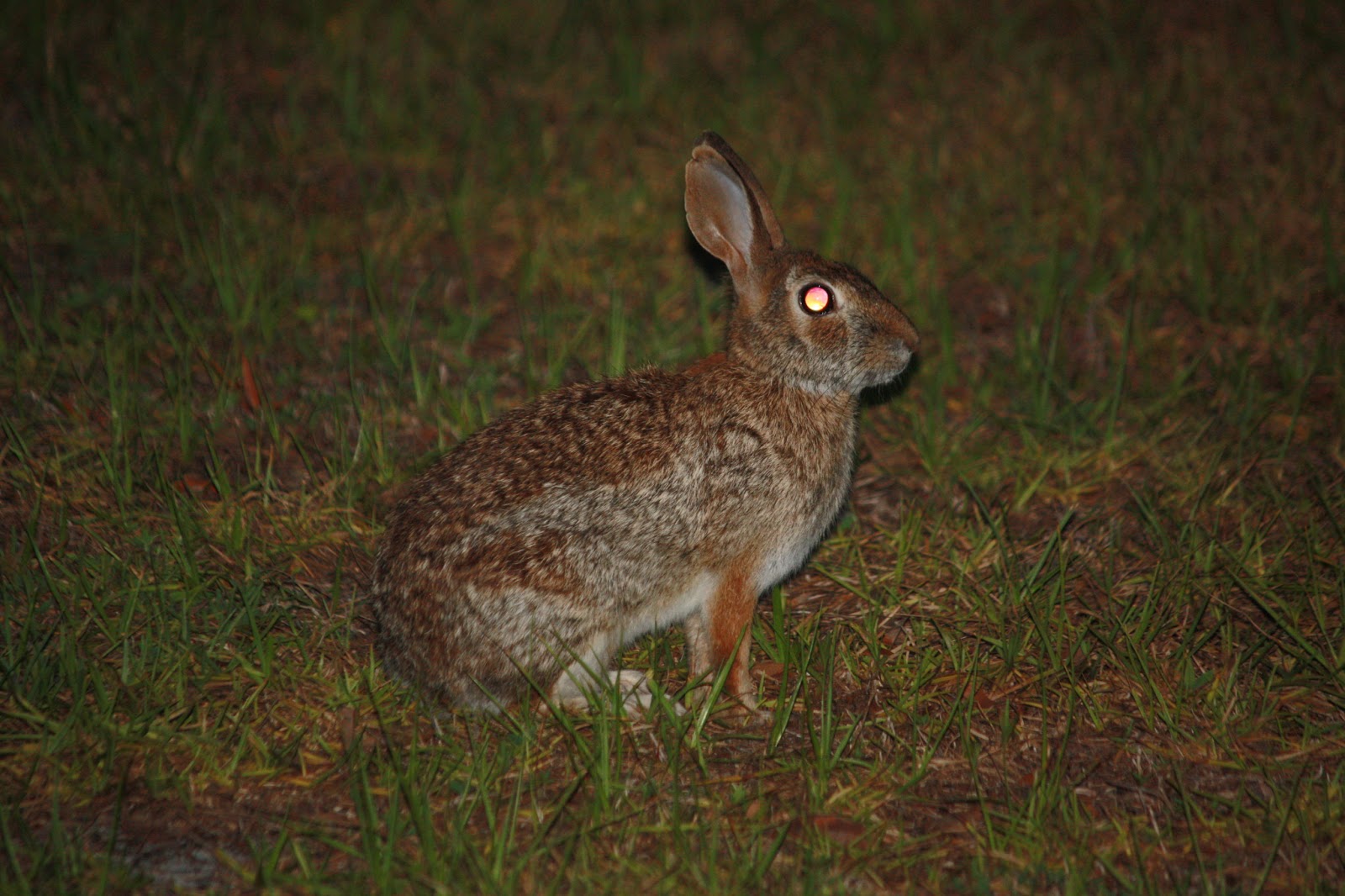 Doings at Useless Ranch: Rabbit factory