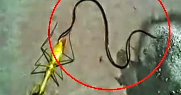 VIDEO: Seram! Makhluk apa yang keluar dari Mentadak ini 
