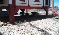 cool chicken chicks coop keeping arizona run lady under summer backyard chillin