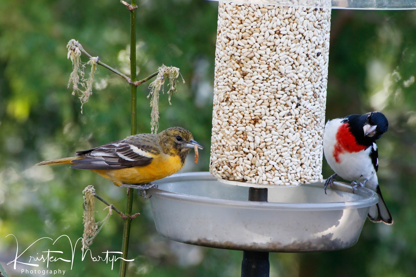 Mealworms on the Menu A Guide to Feeding Your Backyard Birds Live
