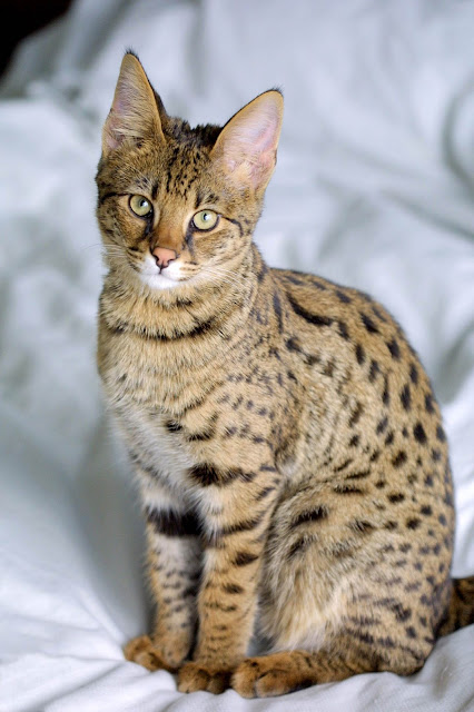 Animal Planet, The elegant savannah cats Animal Planet, The elegant savannah cats