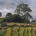 Muong Hoa Valley - Trekking Lao Chai - Ta Van Village