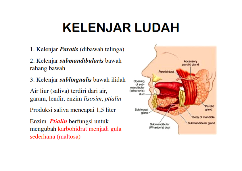 Contoh Soal Hots Organ Pencernaan Manusia