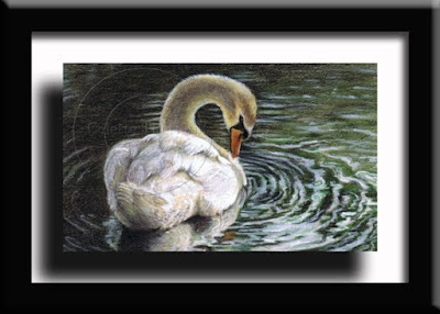 Mute Swan Bird Artwork by Colette Theriault