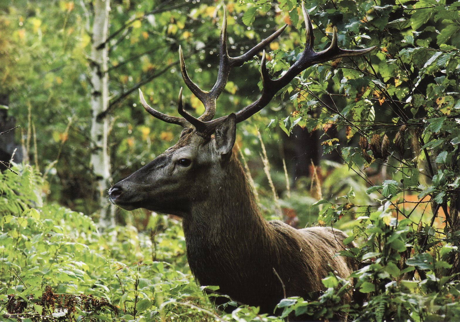 белоруссия беловежская пуща. природа и животный мир беларуси 2023 мозырь. беловежская пуща национальный парк. беловежская пуща зубры. белоруссия природа беловежская пуща.