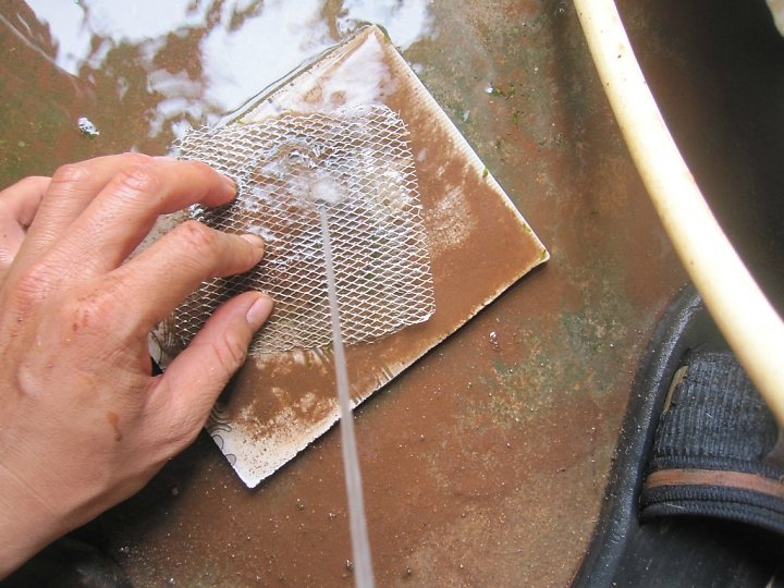 kinh nghiệm xử lý mini fiss thủy sinh bám đất lá cạn -  công đoạn làm sạch bằng vòi nước