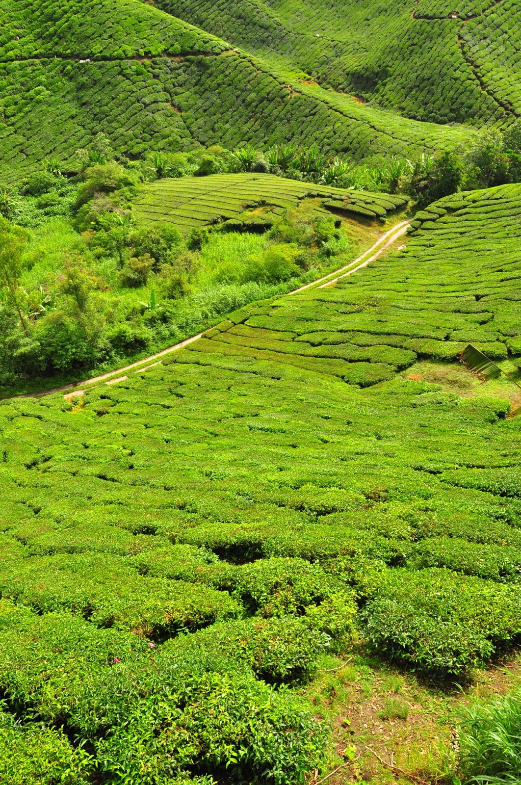 shu ching's: Sg. Palas Boh Tea Garden, Cameron Highlands