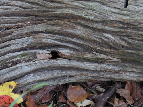 grained wood log
