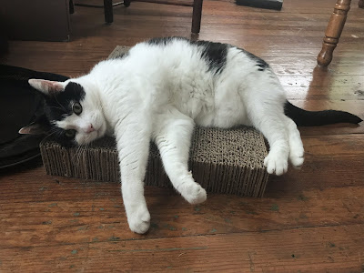 Isn't she just the cutest kitty?!? Worthy of Angel, or Baby, or Cookie!