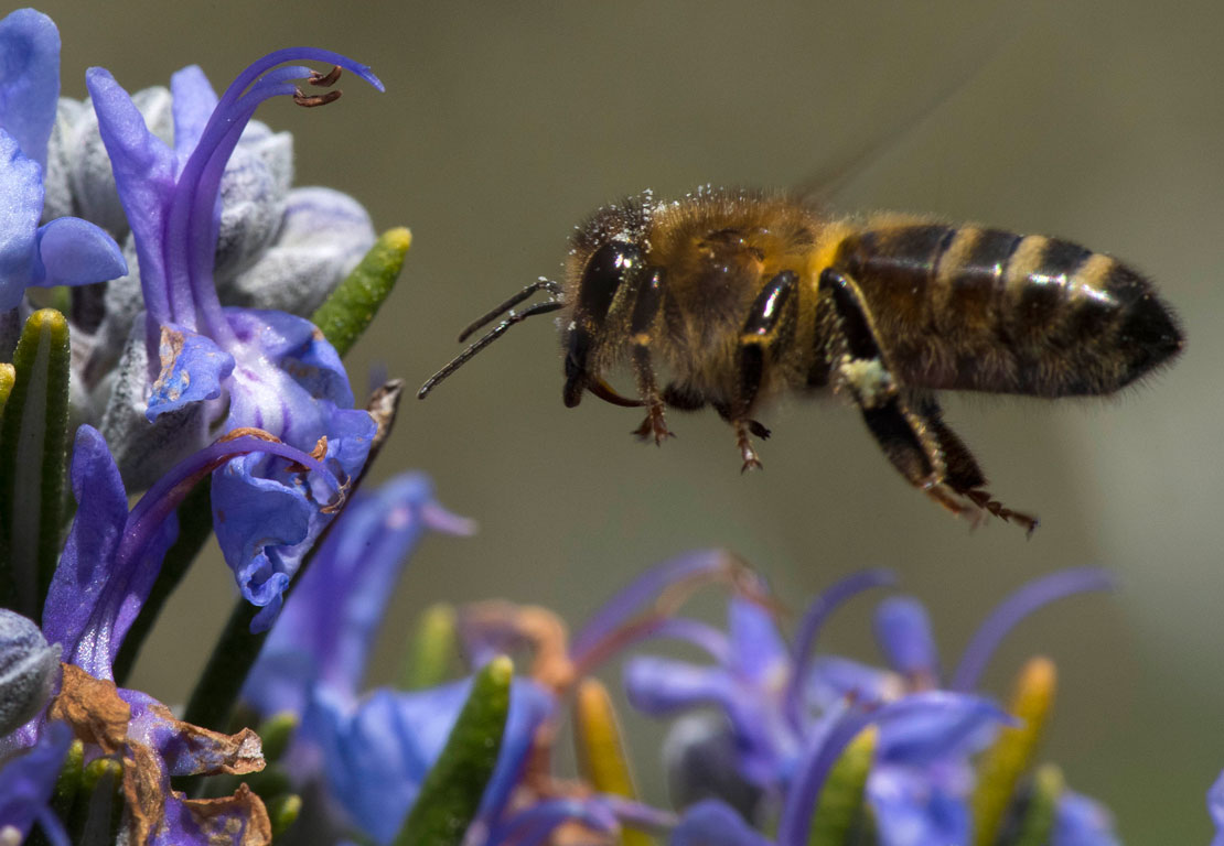 Robin Loznak Photography Foraging honey bee